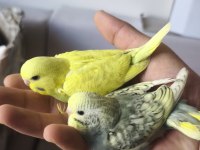 Yeni düşen bebek muhabbet kuşu yavrular