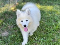 IRK GARANTİLİ SAMOYED YAVRULARI