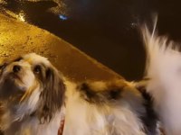 Ücretsiz 5 yaşında dişi terrier