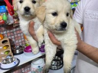 Bebek yüzlü golden retriever köpeklerimiz