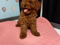POODLE DİŞİ ERKEK YAVRU