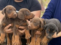SAFKAN DOBERMAN YAVVRULAR