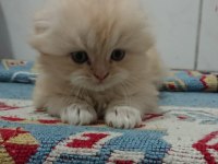 3 adet scottish straight yavrumuz mevcut