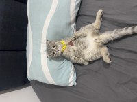 Silver Scottish Fold 3.5 Aylık Erkek