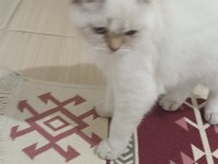 BLUE POİNT BRİTİSH 2 DİŞİ KIZANDA SAHİPLENDİRİLECEK