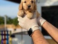 Maltipoo Yavrularımızı Canlı Görerek Alabilirsiniz