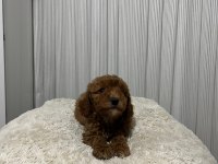 MÜKEMMEL TOY POODLE YAVRULAR YENİ AİLESİNİ ARIYOR
