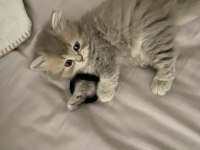 British Longhair
