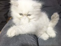 Dişi 2 aylık British longhair