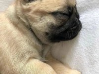 Pug Mops Bebekler 2 - 2.5 Aylık ev üretimi