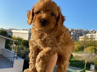Toy poodle yavru köpekler
