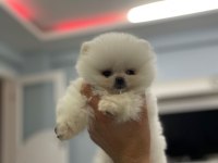 Pomeranian boo yavrum