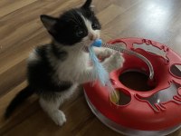 Oyun delisi minik tombik bebek kedimiz
