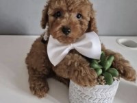 Toy Poodle Yavrusu
