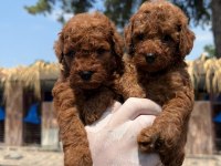 Toy poodle yavrularımız 