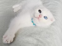 Scottish Fold Oddeyes