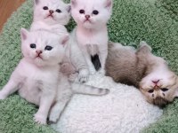 Seçereli Babanın Safkan Yavruları