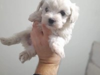 KAR BEYAZ MALTESE YAVRULAR