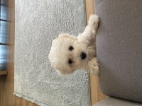 2.5 aylık maltese terrier