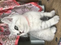 Kocaeli İzmit british shorthair silver tabby yavrularımız