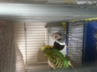 Show jumbo muhabbet kuşu