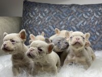 Renkli Gözlü Ev Ortamında Bakılan French Bulldog Yavrularım