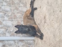 İyinin iyisini arayanlara malinois
