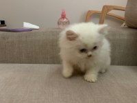 1.5 AYLIK MİNİCİK BRITISH LONGHAIR