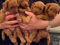 ANTALYA TOY POODLE YAVRULARI