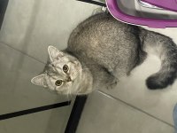 Minik Leydi Sevgi Arsızı Kedimiz