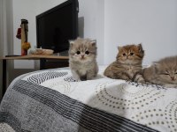 Yavru şecereli kediler