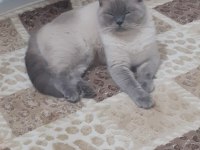 british shorthair kısır kedimiz için yuva arıyoruz