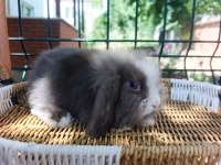 Hollanda teddy lop tavşanı yavrular