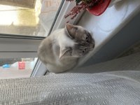 2 kedimide sahiplendirmek istiyorum