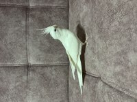 Albino erkek 1,5 yaşında sultan papağanı