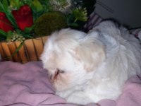 Shih tzu bebeklerimiz