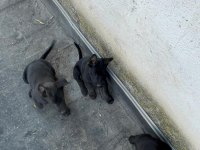 Irk ve sağlık garantili belçika kurdu bebekler