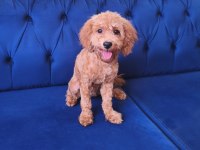 6 Aylık Toy Poodle Dişi