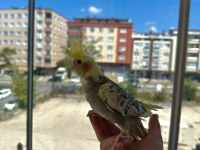 Ev Üretimi Sultan Papağanı Yavruları 5 & 3.5 Aylık