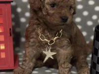 Toy Poodle Köpekler