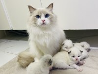 RAGDOLL YAVRU KEDİLERİMİZ