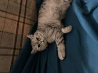 6,5 aylık scottish fold yavrumuz