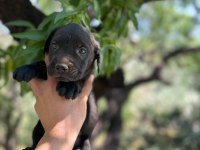 CANE CORSO YAVRULARIM SAĞLIK VE IRK GARANTİLİDİR