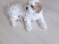 Acil Sahiplendirme Maltese Terrier