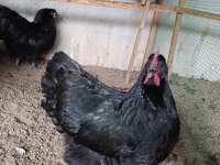 BLACK AUSTRALOP KULUÇKALIK YUMURTA & CİVCİV
