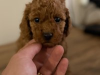 Tüy dökmeyen minicik toy poodle yavrular