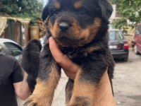 A secereli anne babadan rottweiler