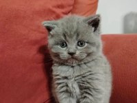 British Shorthair Yavruları