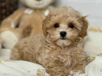 Teacup minik maltipoo yavruları