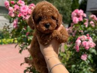 Kore poodle yavrularımız 0 boy ırk garantili bebeklerim